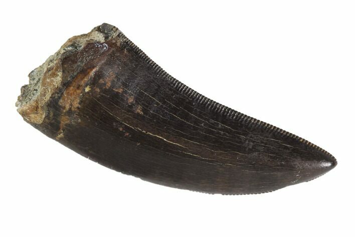 Serrated, Tyrannosaur Tooth - Judith River Formation, Montana #93125